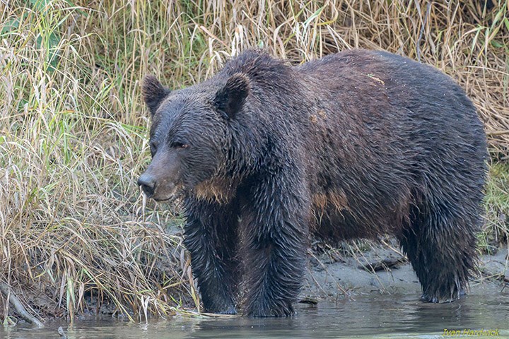 grizzly