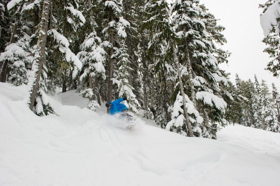 Snowboarding fresh powder on Blackcomb.