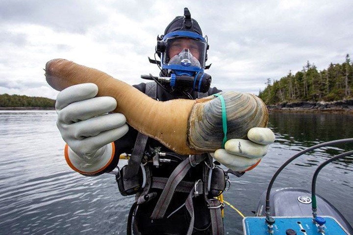 geoduck clam