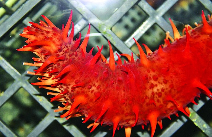 giant red sea cucumber