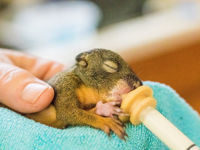 Powell River Orphaned Wildlife Society