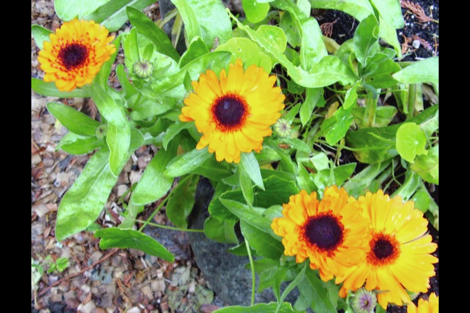 Calendulas bring colourful notes to vegetable garden plots. They are very hardy. These plants are blooming at the end of November. Helen Chesnut