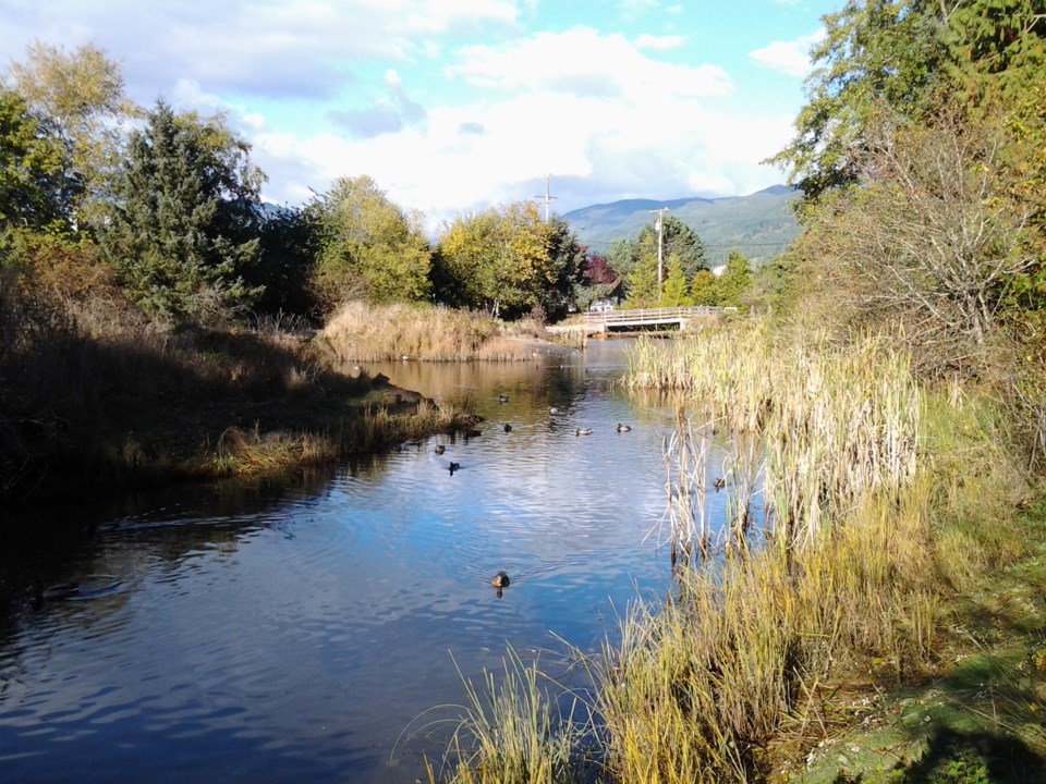 marsh