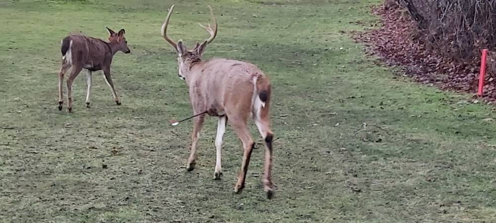 Deer arrows on sale