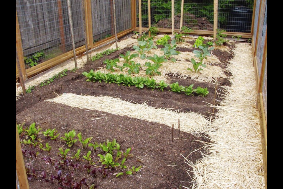 A new vegetable plot, set up this spring by a novice food gardener. Helen Chesnut