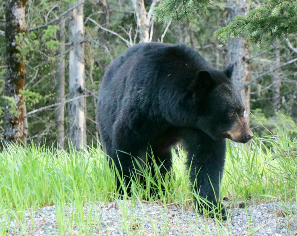 A black bear