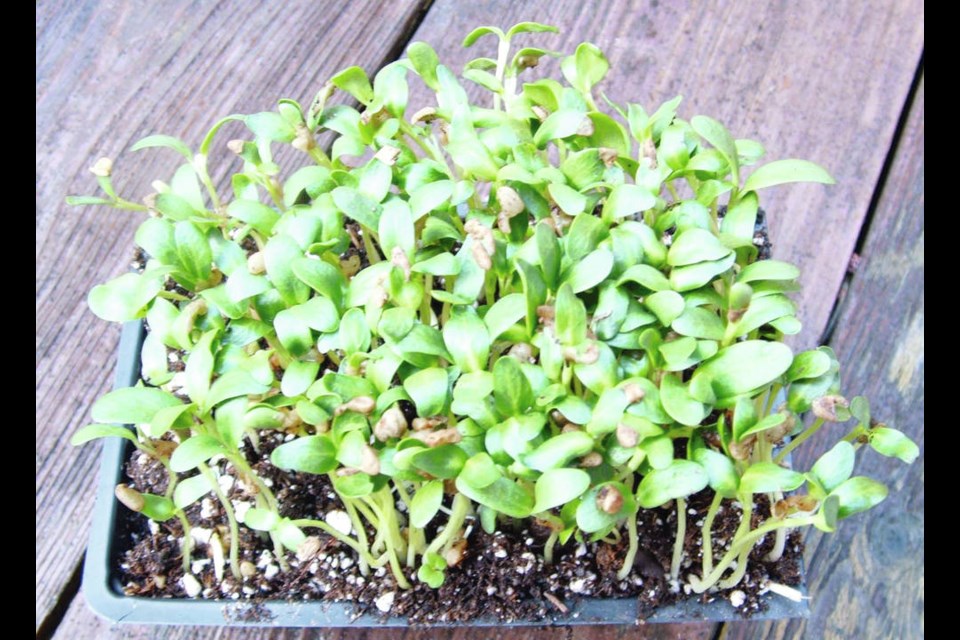 Fenugreek microgreens to spice up salads and other dishes. Helen Chesnut