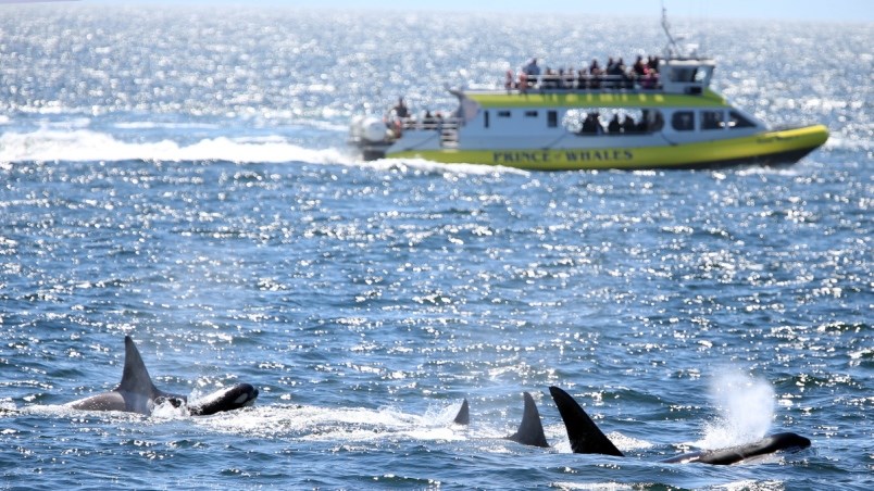 Whale watching among tourism sectors suffering.| Bruce Stotesbury, Times Colonist