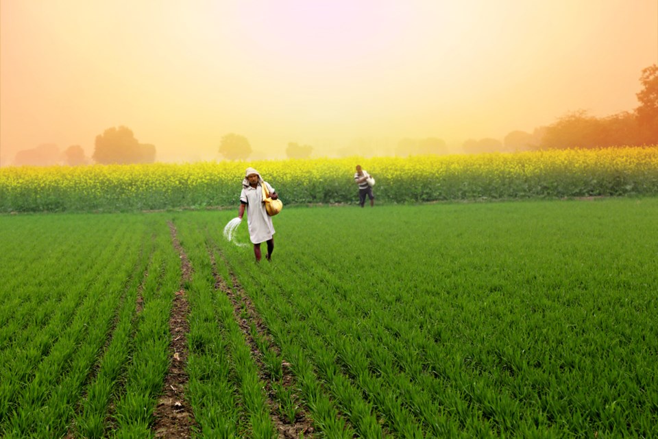 Farmers working in Haryana State, India.