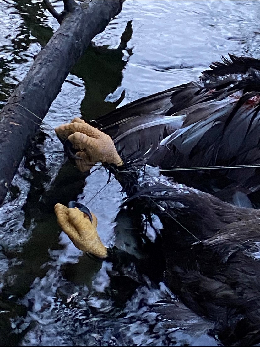 Dead eagle found tangled in fishing line serves as leave-no-trace