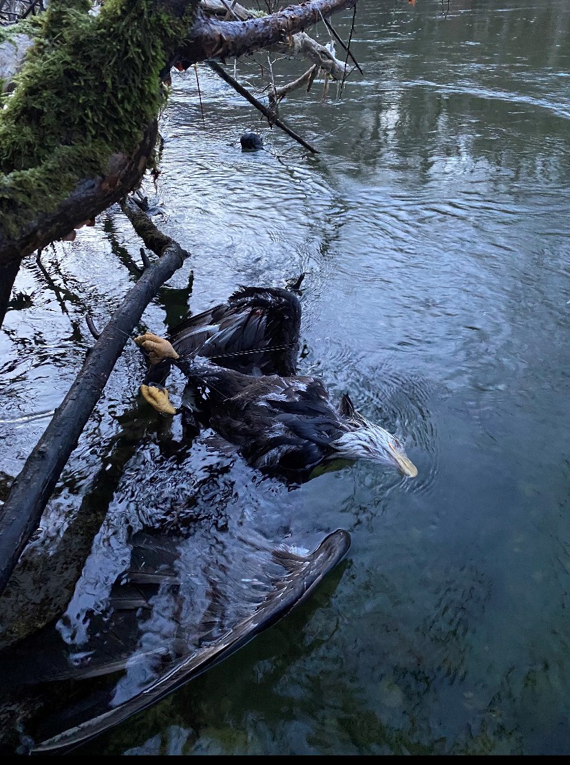 Dead eagle found tangled in fishing line serves as leave-no-trace