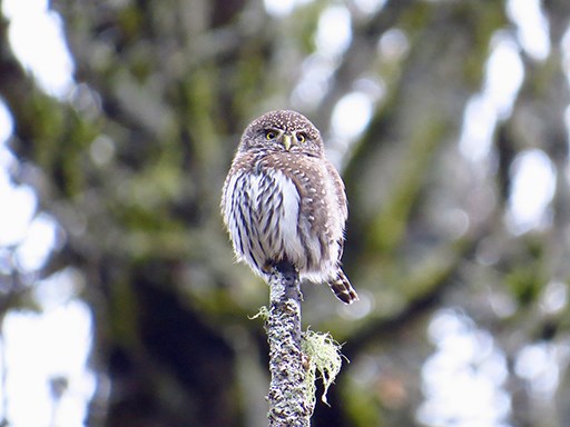 Northern Pygmy-owl