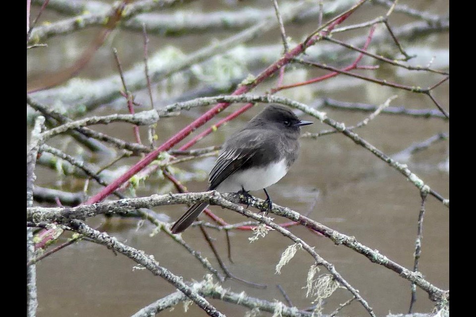 Picture of a Black Phoebe, by Mike McGrenere, was taken on Dec. 19 during the 2020 Christmas Bird Count hosted by the Victoria Natural History Society and Rocky Point Bird Observatory. This was the first Black Phoebe in the Victoria Christmas Bird Count.