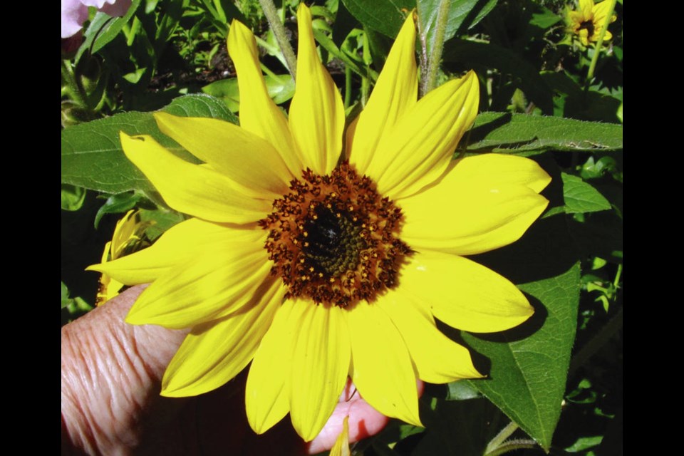 Choco Sun is an easy-growing sunflower that is bushy and compact. Helen Chesnut