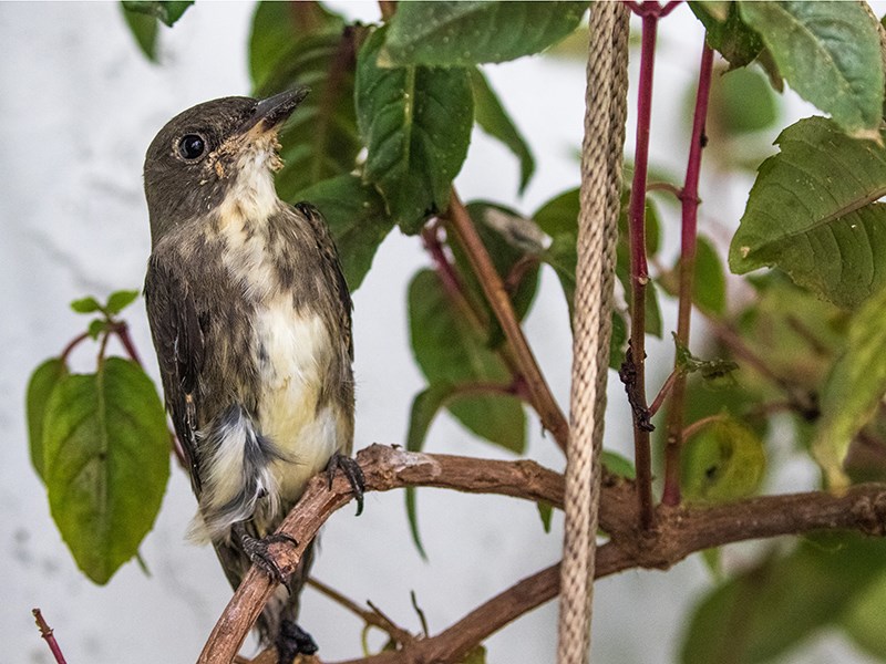 Powell River Orphaned Wildlife Society