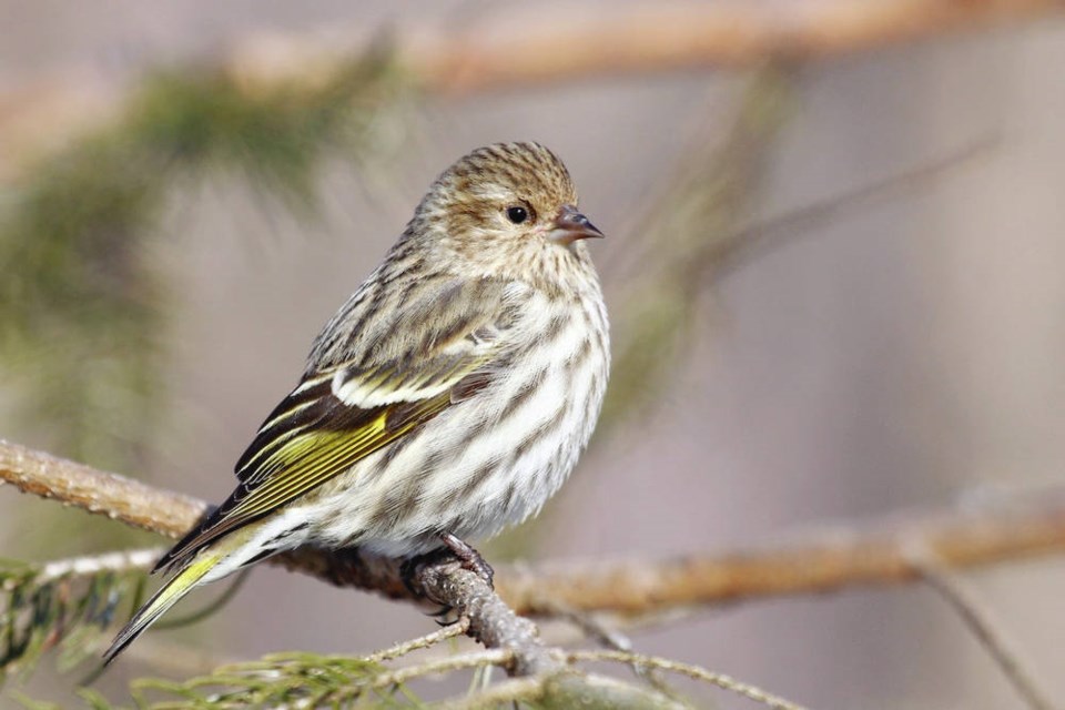 A healthy pine siskin. [B.C. Wildlife Rescue]