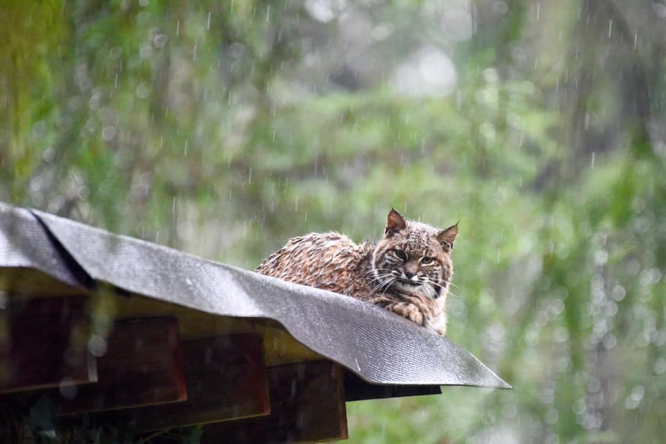 Bobcat spotted chilling on shed roof in North Vancouver (PHOTOS)_0