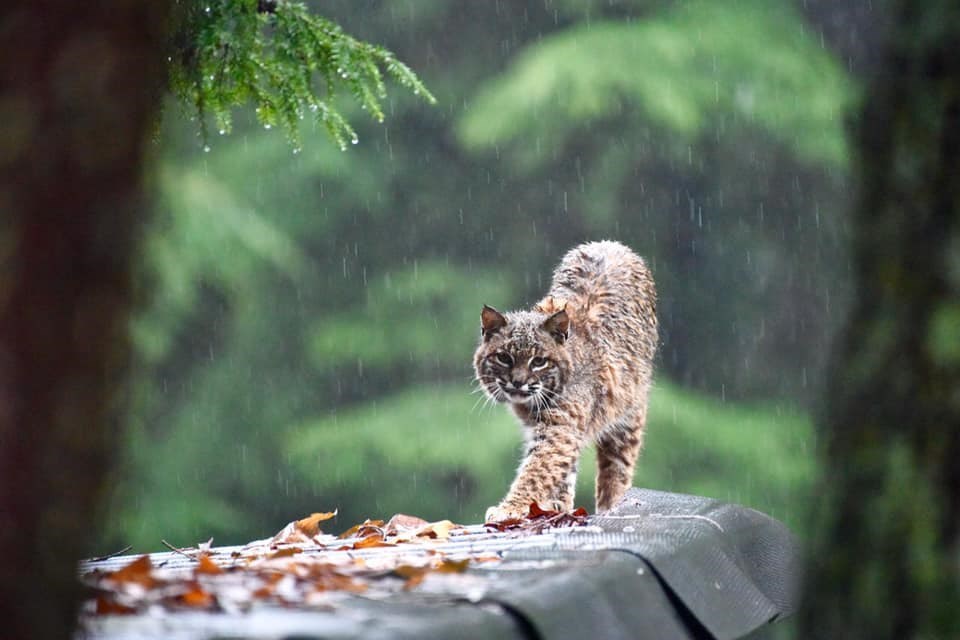 Bobcat spotted chilling on shed roof in North Vancouver (PHOTOS)_1