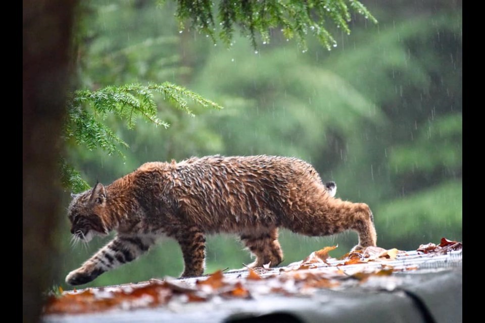 Bobcat spotted chilling on shed roof in North Vancouver (PHOTOS)_2