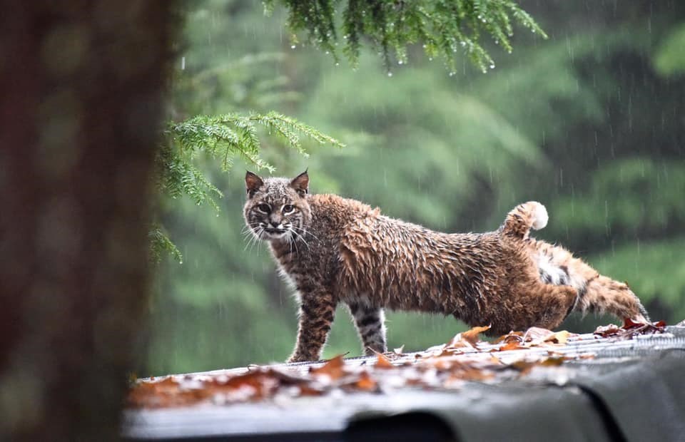 Bobcat spotted chilling on shed roof in North Vancouver (PHOTOS)_3