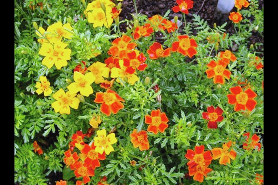Bright colours in a garden are cheering. Signet marigolds are easily grown and their petals are edible. Helen Chesnut
