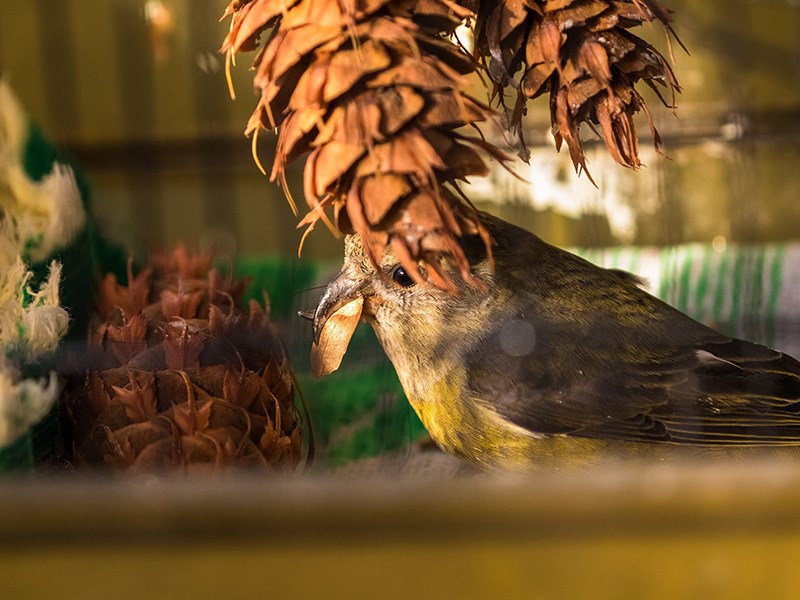 Powell River Orphaned Wildlife Society red crossbill