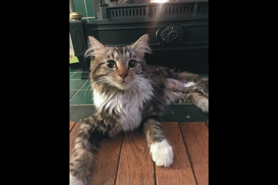 It's unclear how Willow ended up stuck in a four-inch drainage pipe. COURTESY OF EMMA HUTCHINSON