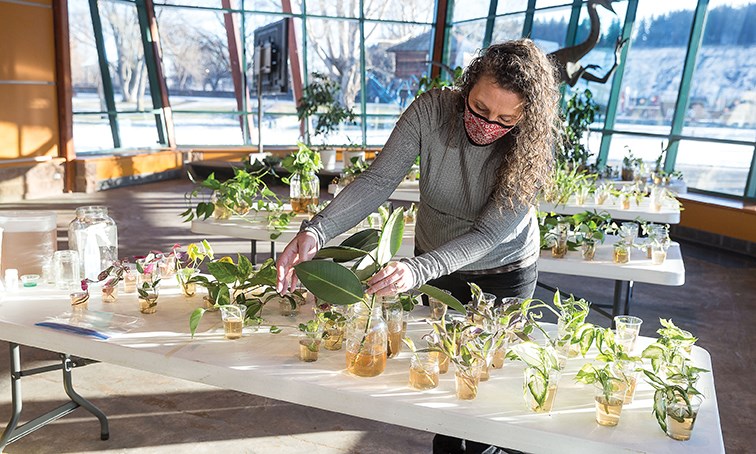 Citizen Photo by James Doyle/Local Journalism Initiative. The Exploration Place CEO Tracy Calogheros examines a of plant cutting that was donated to the museum on Sunday which will be used on the Living Wall in their new Palaeo-Botany Hall.