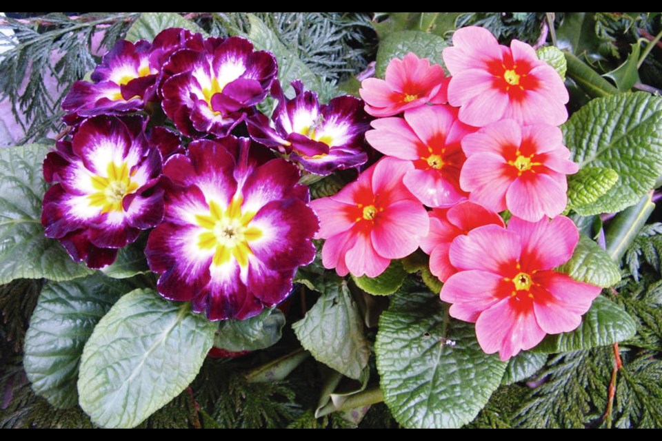 Potted primrose plants become commonly available early in the year. Helen Chesnut