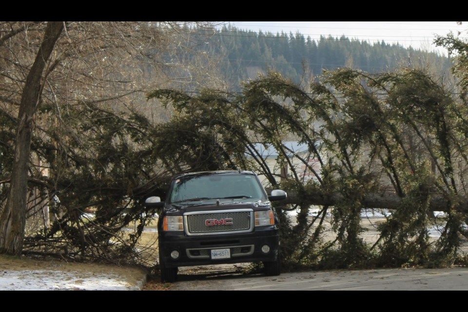 A tree fell on this pickup truck in the 1900 block of Gorse Street as high winds blew through the city on Tuesday afternoon.