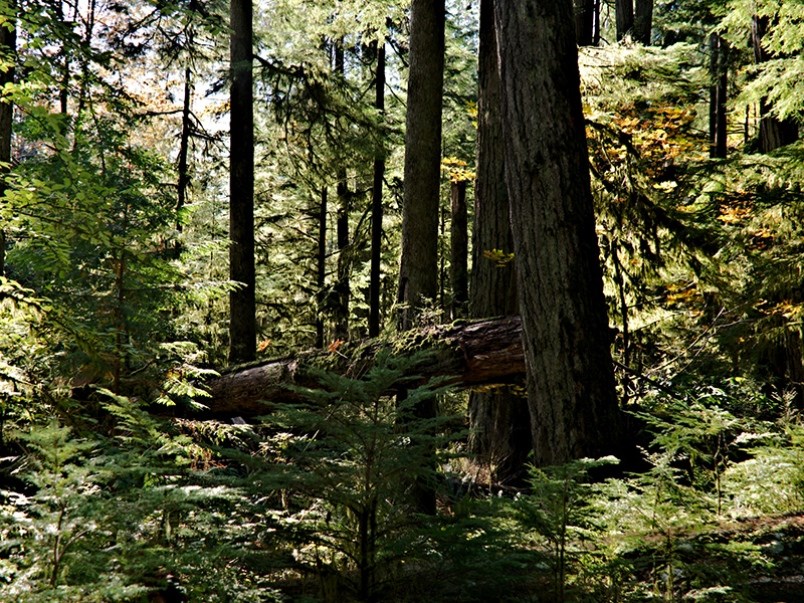 Old forests Powell River