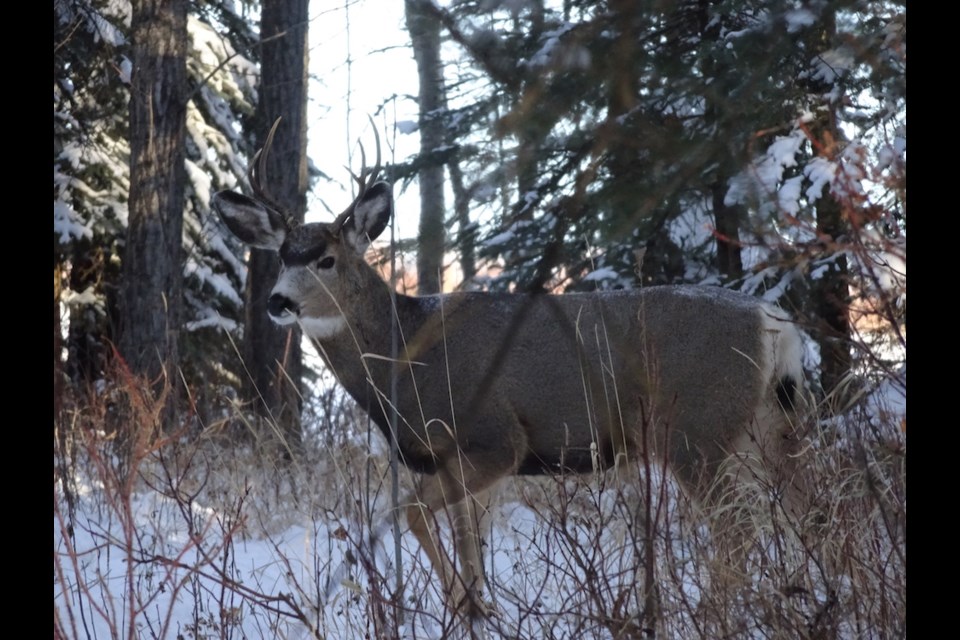A mule deer in the South Peace.