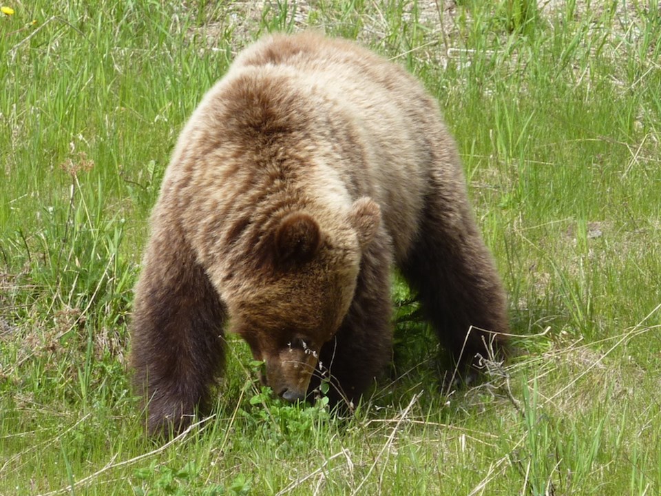 grizzly-bear-pine-pass