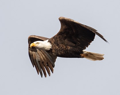 Brian Aikens eagle photo.