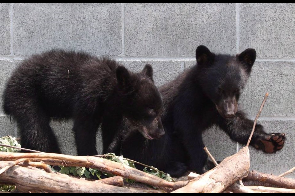 Black bear cubs Athena and Jordan look on from their enclosure at the North Island Wildlife Recovery Association in Errington, B.C., on July 8, 2015. Conservation officer Bryce Casavant won the hearts of animal lovers when he opted not to shoot the baby bears after their mother was destroyed for repeatedly raiding homes near Port Hardy, B.C. THE CANADIAN PRESS/Chad Hipolito