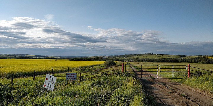 canola
