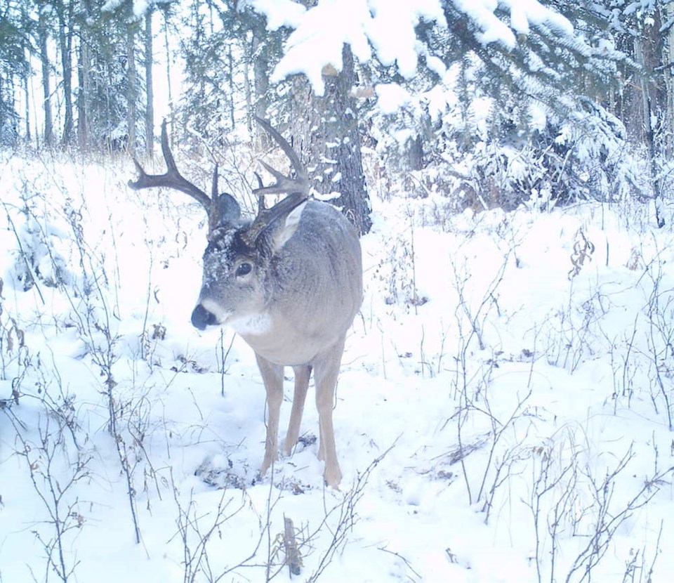 whitetail-saugstad