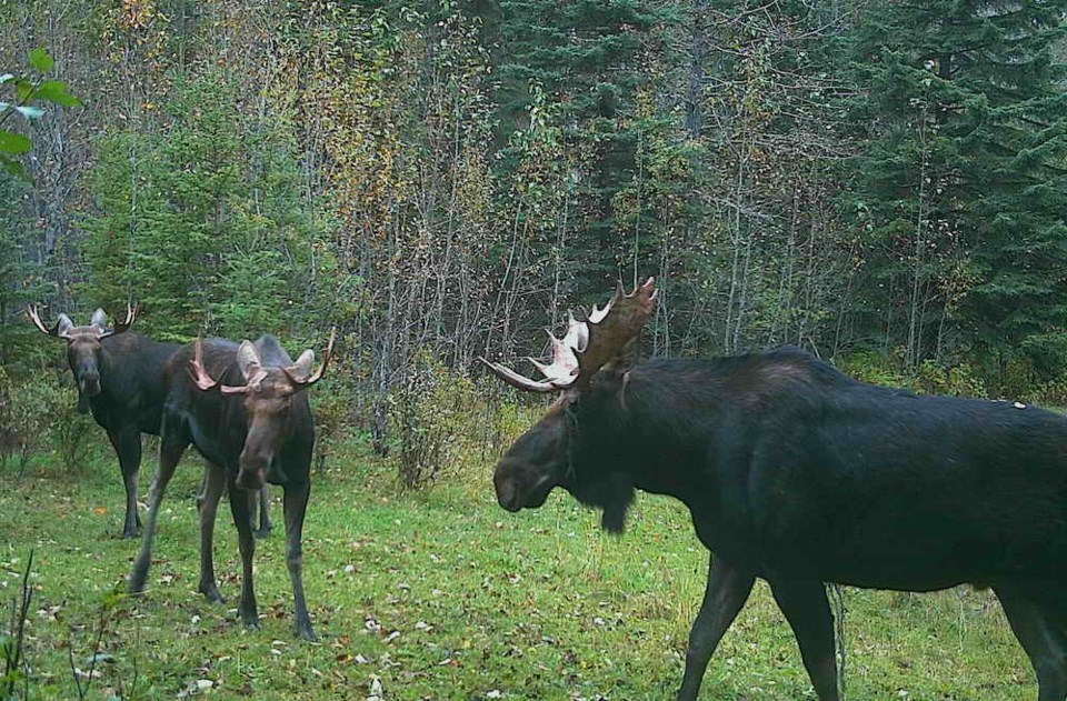 moose-saugstad