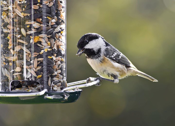 A chickadee at a bird feeder.