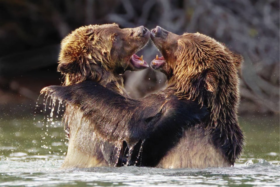 Grizzly Cubs Playfighting, taken by Steve Smith in the Chilcotin last summer, won Best in Show at the 2020 Celebration of Nature Photography competition. His partner, Leah Gray, took top prize in 2019. [Steve Smith]