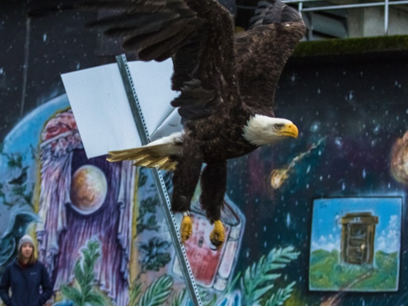 Powell River Orphaned Wildlife Society fighting eagles