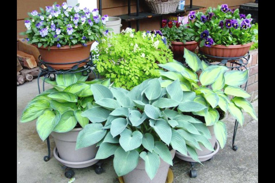 Watered carefully, and protected from heavy fall and winter rains, hostas do well in containers over at least four years. Helen Chesnut