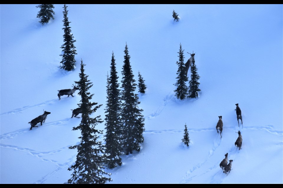 A photo of a caribou herd seen in the Quesnel Highlands area over the weekend.