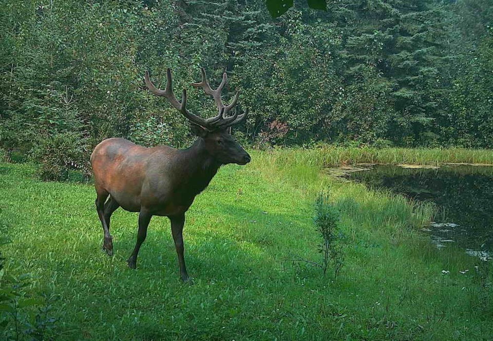 elk-southpeace