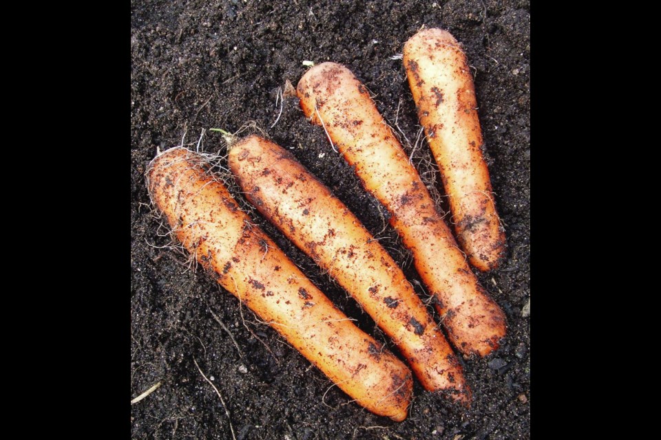 Carrots under row covers or insect netting grow undamaged by rust fly larvae. These carrots over-wintered in the garden and were harvested in late February. Helen Chesnut