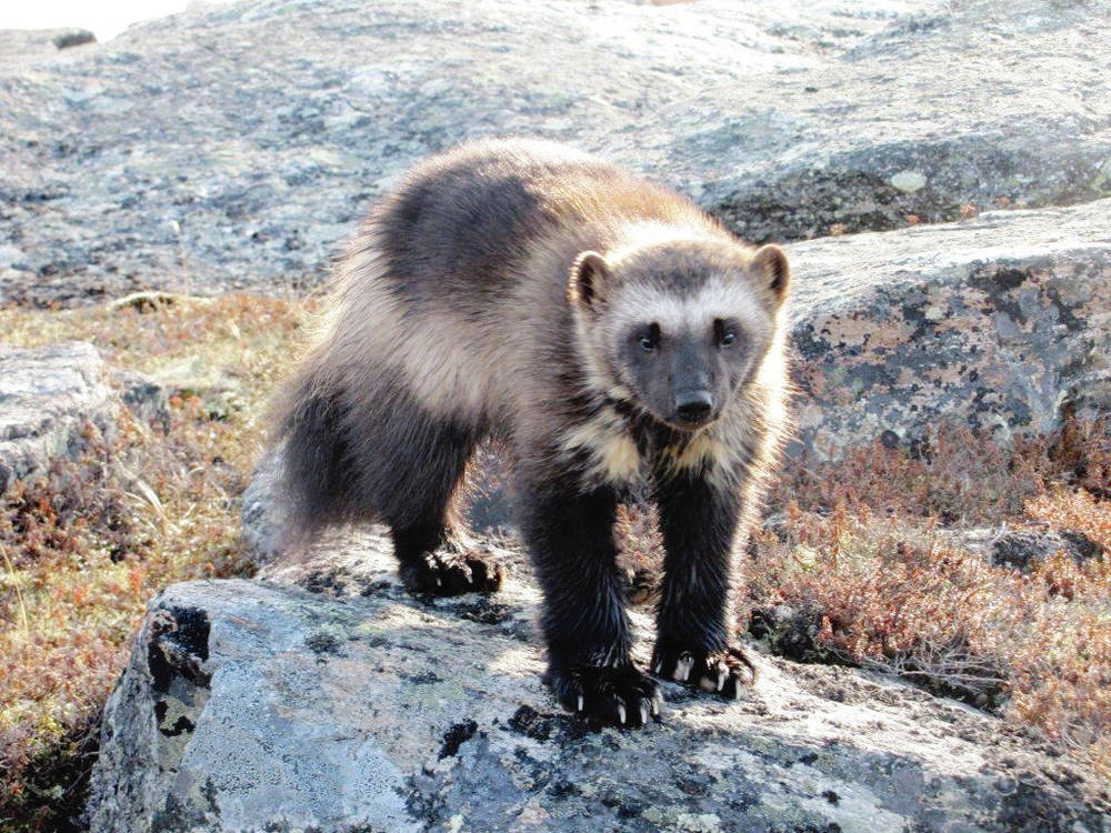 DNA testing reveals elusive Island wolverine not a subspecies, after all -  Victoria Times Colonist