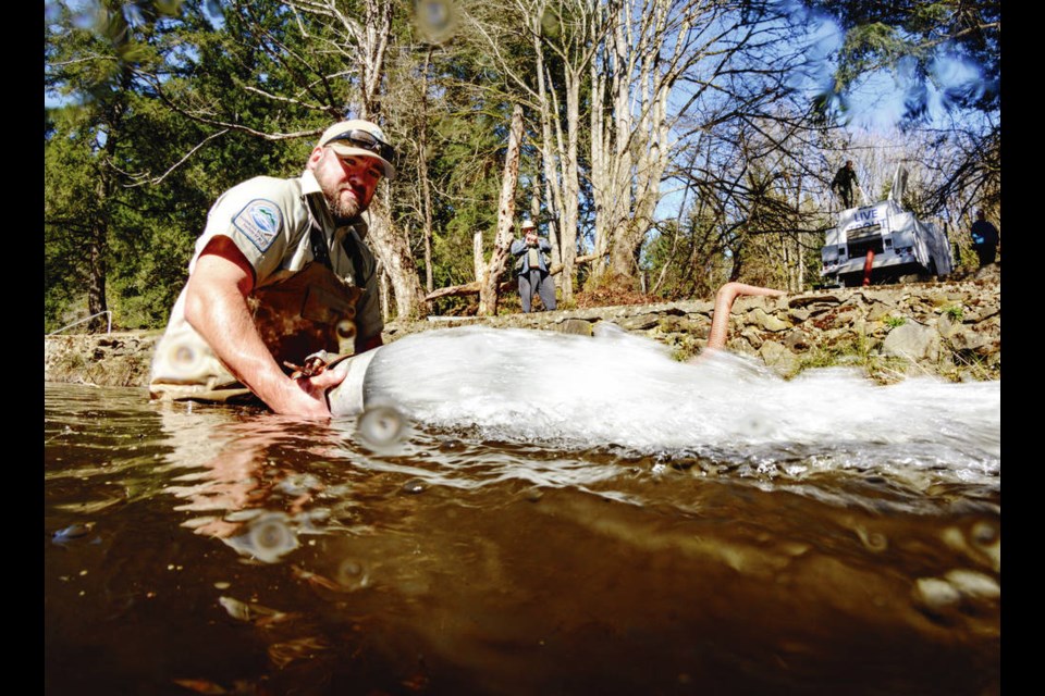 Fish culturist Chris Stone releases trout into a south Vancouver Island lake. PHTOTO BY FRESHWATER FISHERIES SOCIETY OF BC