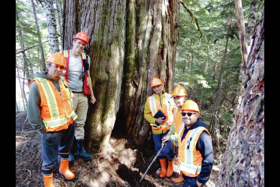 Na̲nwak̲olas Council has developed a large cultural cedar operations protocol to protect sacred old-growth trees from logging. Photo courtesy of Na̲nwak̲olas Council