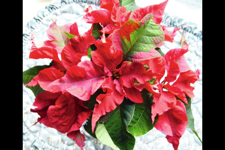 Poinsettias can be kept after the holidays as house plants and, with a little care, be encouraged to colour new bracts next December.