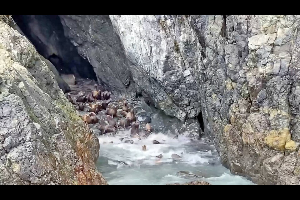 Sea lions pour out of a cave into an ocean inlet near Port Renfew. > Link to video at Facebook: https://bit.ly/3jFFDXe GILLIAN LEGENDRE
